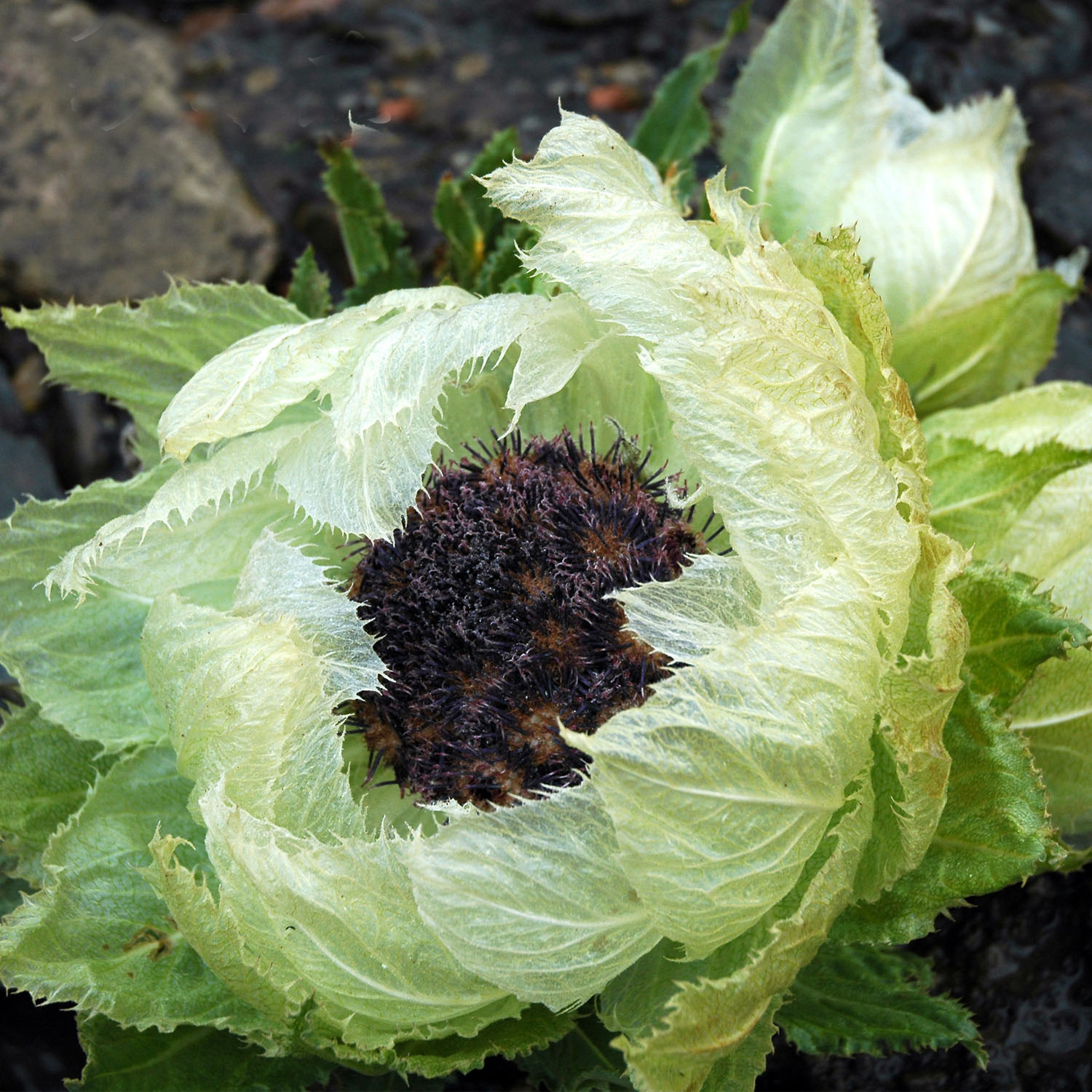 新疆产地中药材雪莲花 干雪莲花 大朵带根2020年新货一件代发