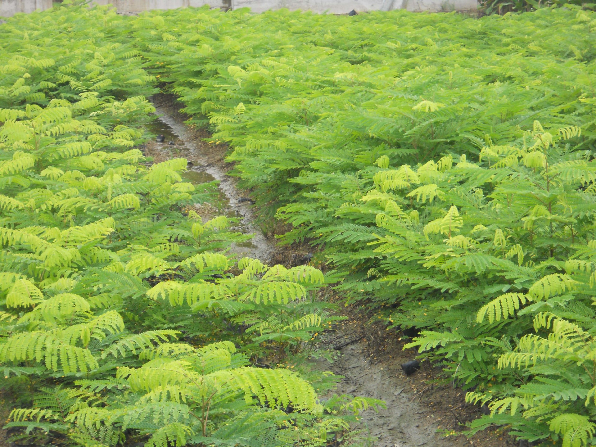 苏木种苗 二年苗龄 中草药类批发 公司大型种植 基地.