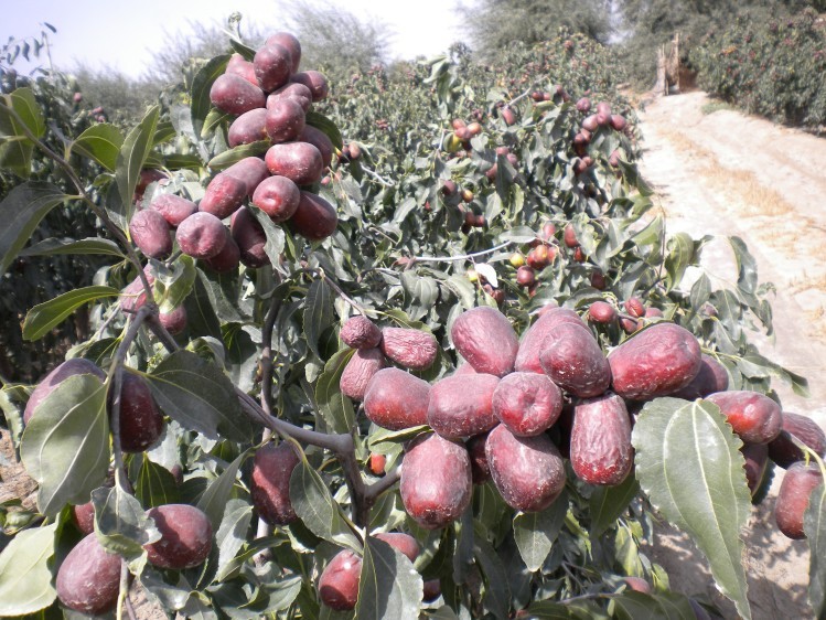 批发新疆若羌灰枣田枣果干杂粮 散装优质大红枣一件代发真空包装