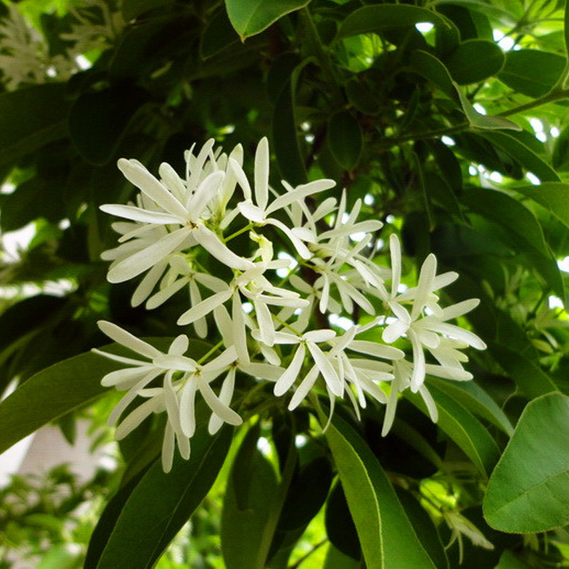 山东基地批发流苏小苗 规格  易成活 苏树苗