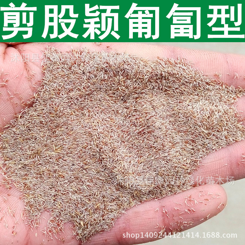草坪种子 匍匐型剪股颖种子 翦股颖种子 翦股颖草籽 1件=1斤-阿里巴巴