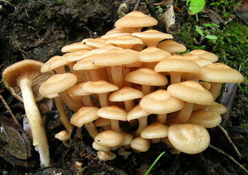 蜜环菌提取物蜜环菌多糖101森冉生物