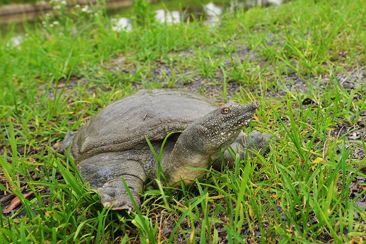 生态甲鱼水中精 厂家直销鲜活水产品 人工养殖淡水可食用中华鳖