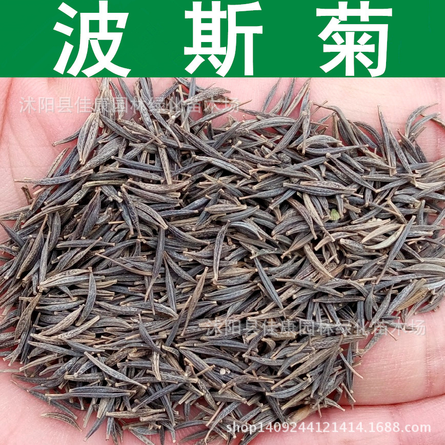 草花 新采波斯菊种子 秋樱 八瓣梅 秋英种子 格桑花种子 1件=1斤