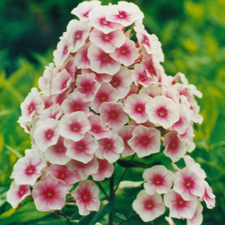 宿根花卉 丛生福禄考 花荵科福禄花 芝樱 多年生草本福乐花 花卉