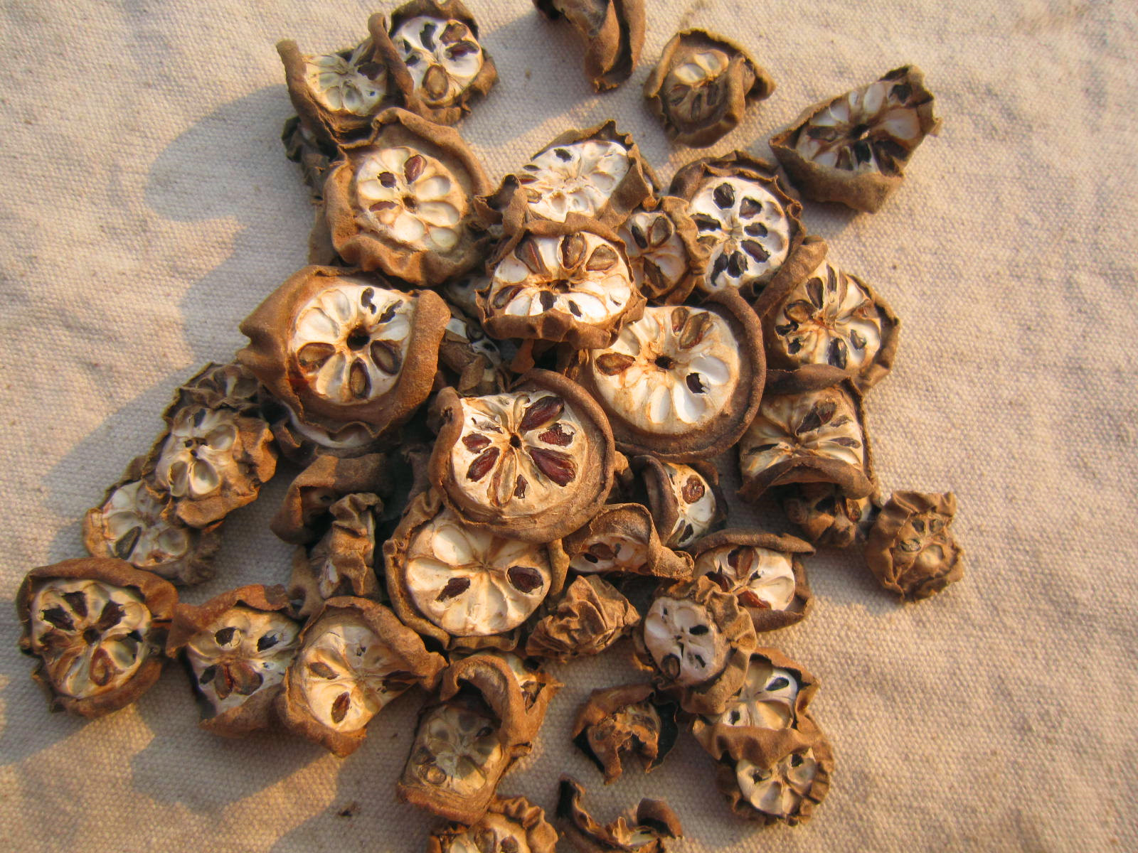 批发精选优质中药材湖北色白八月札