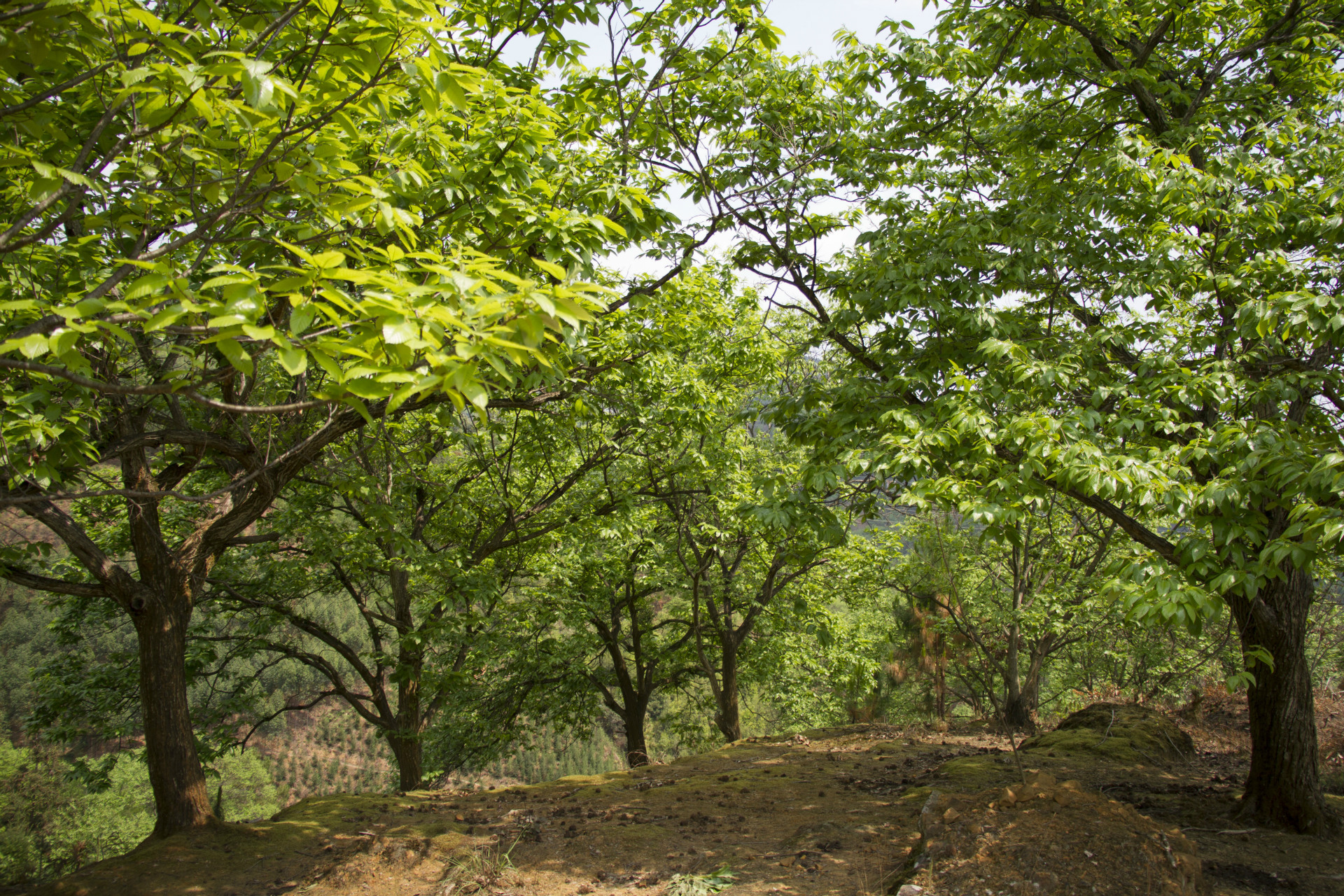 贵州2016新上市板栗, 糖炒栗子专用,有大型专业冷藏库和加工厂
