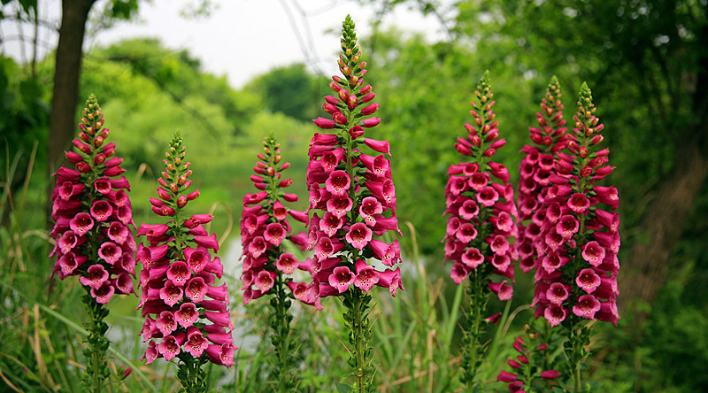 毛地黄 洋地黄 自由钟 指顶花