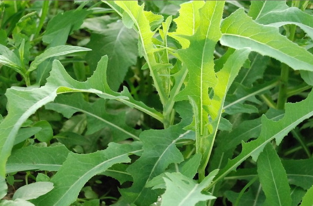 败酱草提取物苦益菜提取物101森冉生物