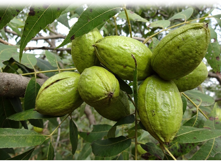 优质新疆奶油味碧根果500g美国山核桃新年休闲炒货