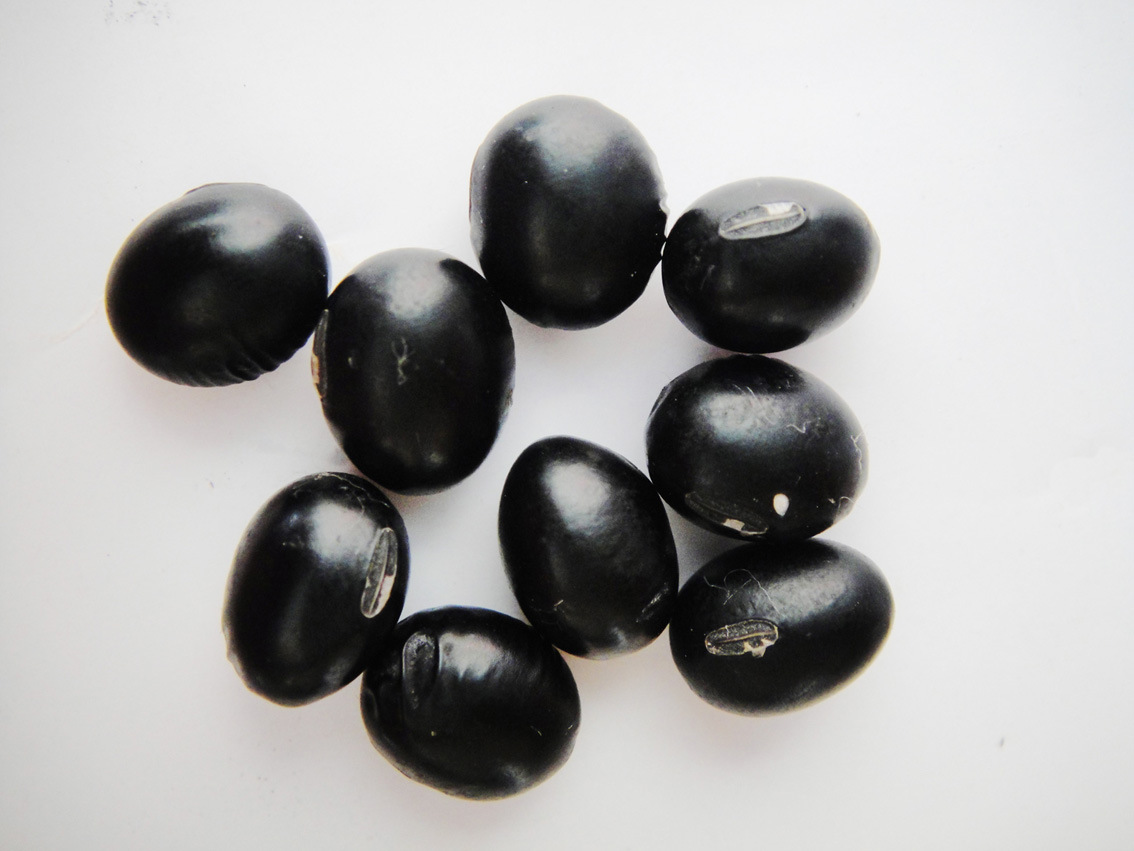 供应熟黑豆粉 黑皮绿芯黑豆粉 80-100目超微细 无添加品质保证