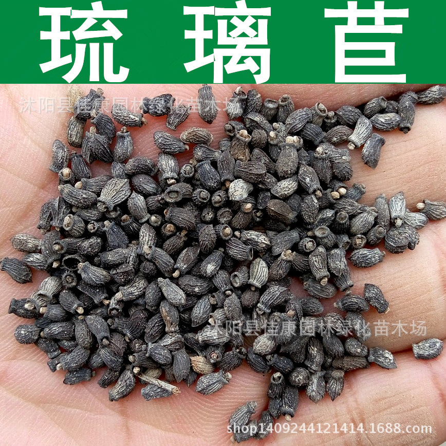 草花种子琉璃苣种子紫花草硫璃苣种子1件1斤