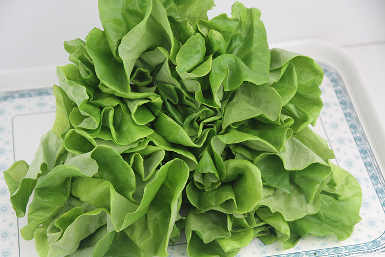 新鲜蔬菜台湾水耕技术生菜批发 可生吃健康营养绿色蔬菜生菜 - 蔬菜批
