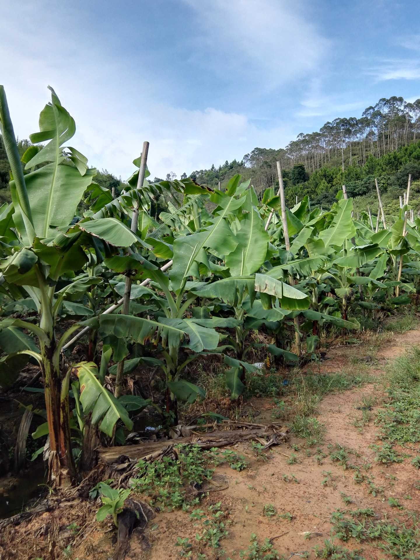 广东 茂名 化州绿色无公害香蕉 现货热卖新鲜水果 种植产地批发-茯茶