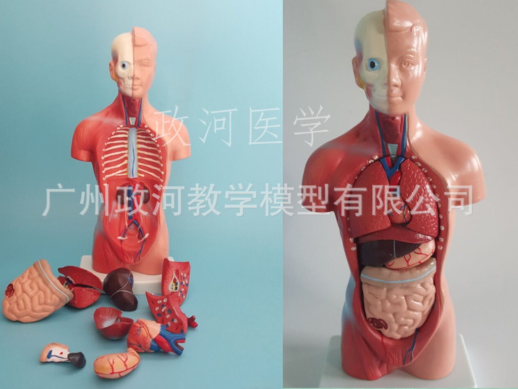 人体模型 28cm躯干 人体内脏解剖模型 医用教具骨骼 儿童益智玩具