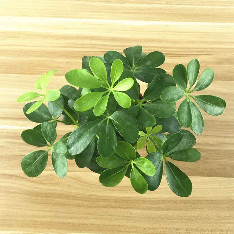 【基地直销】批发绿植小盆栽 90#鸭脚木 鹅掌柴 工程绿化植物