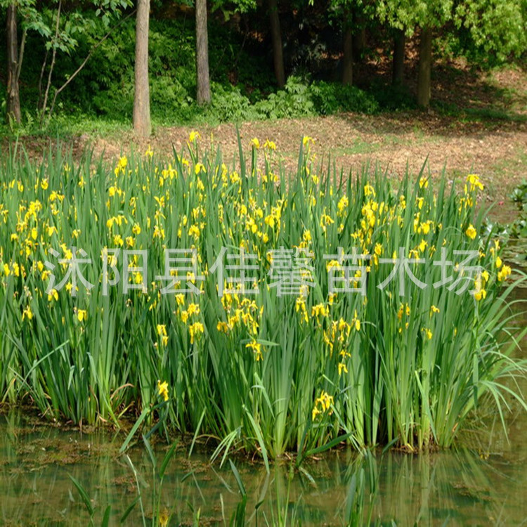 供应黄菖蒲苗,别名菖蒲,黄花鸢尾,水生鸢尾 水生植物
