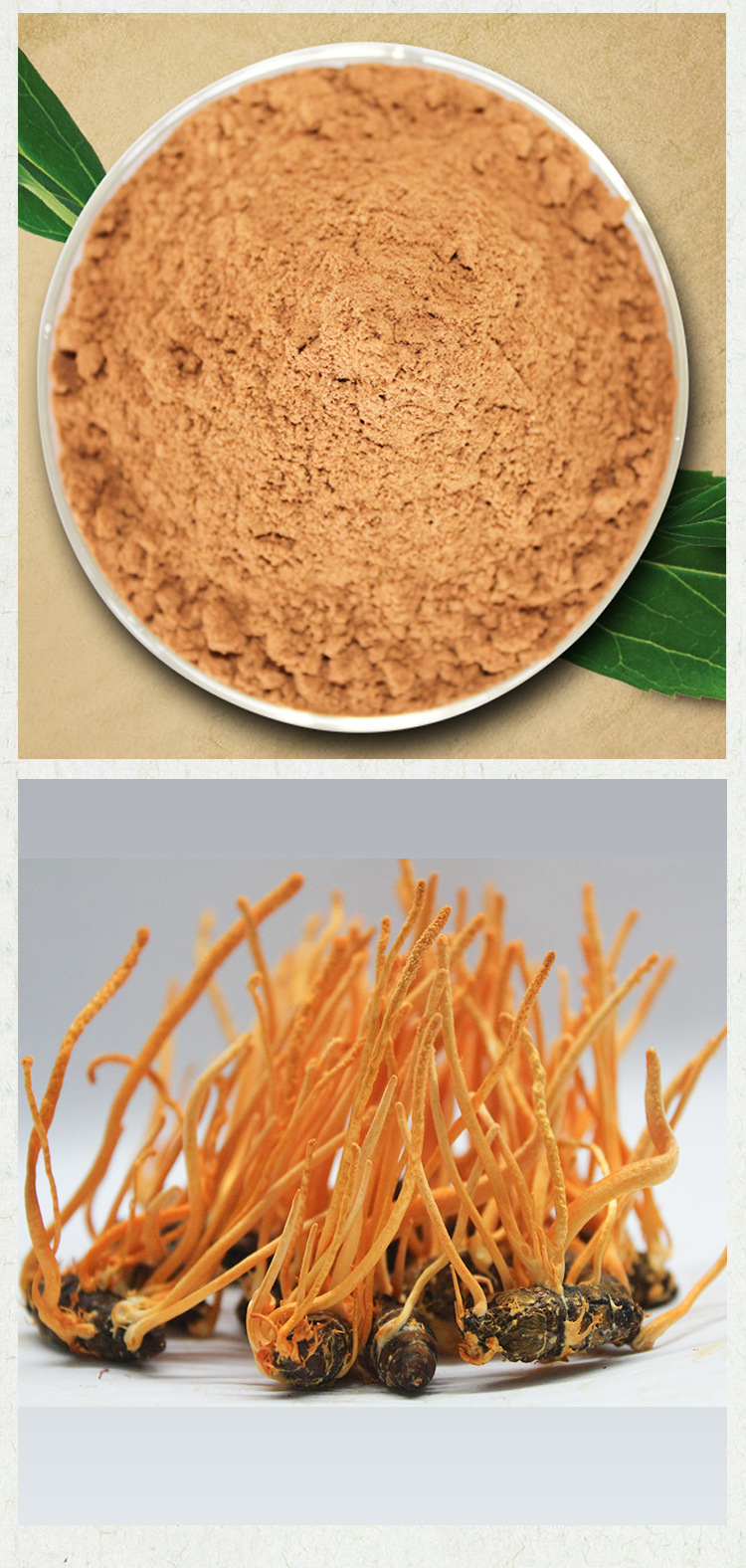 供应山虫草花 蛹虫草厂家特价批发大孢头草花虫草花动物原材料