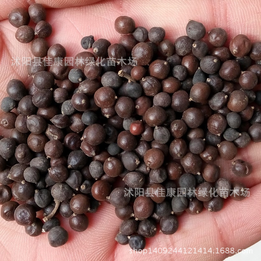 林木种子 栾树种子 黄山栾种子 北栾 南栾 栾树籽 1件=1斤