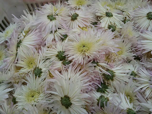 菊神太行奇菊批发 一朵一杯 河北香菊王散装杭白菊皇菊清热降火