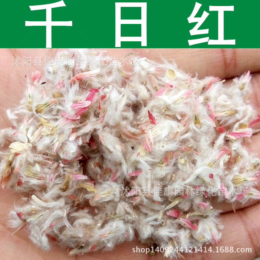 草花种子千日红种子火球花圆仔花种子百日红1件1斤