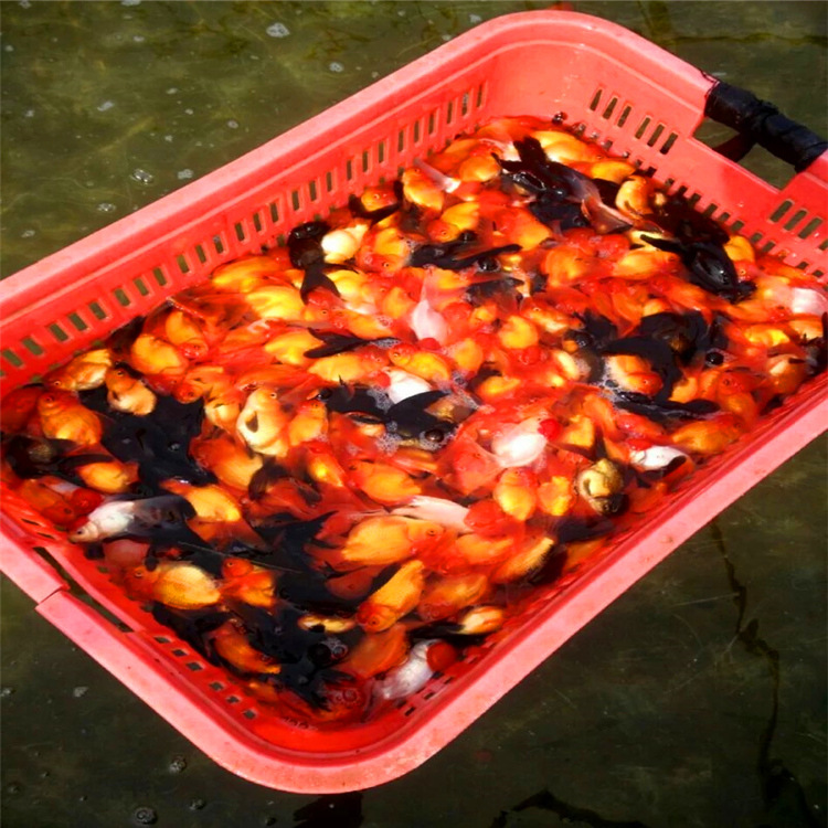 小金鱼小观赏鱼活体中国金鱼批发养殖场冷水小鱼苗活体全国发货