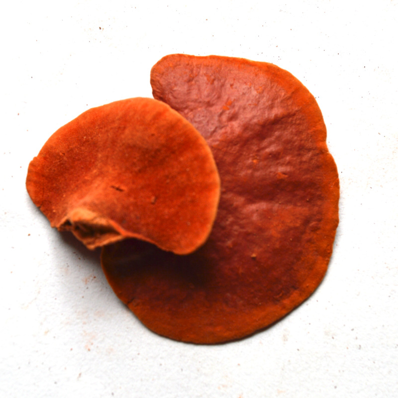 灵芝之家 云南野生红栓菌 血红栓菌 朱红栓菌 产地批发 一手货源