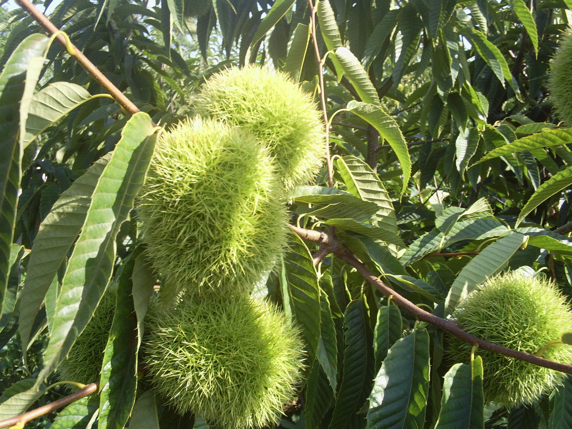 供应成活率高泰山板栗苗 大量批发优良品种产量高嫁接板栗苗