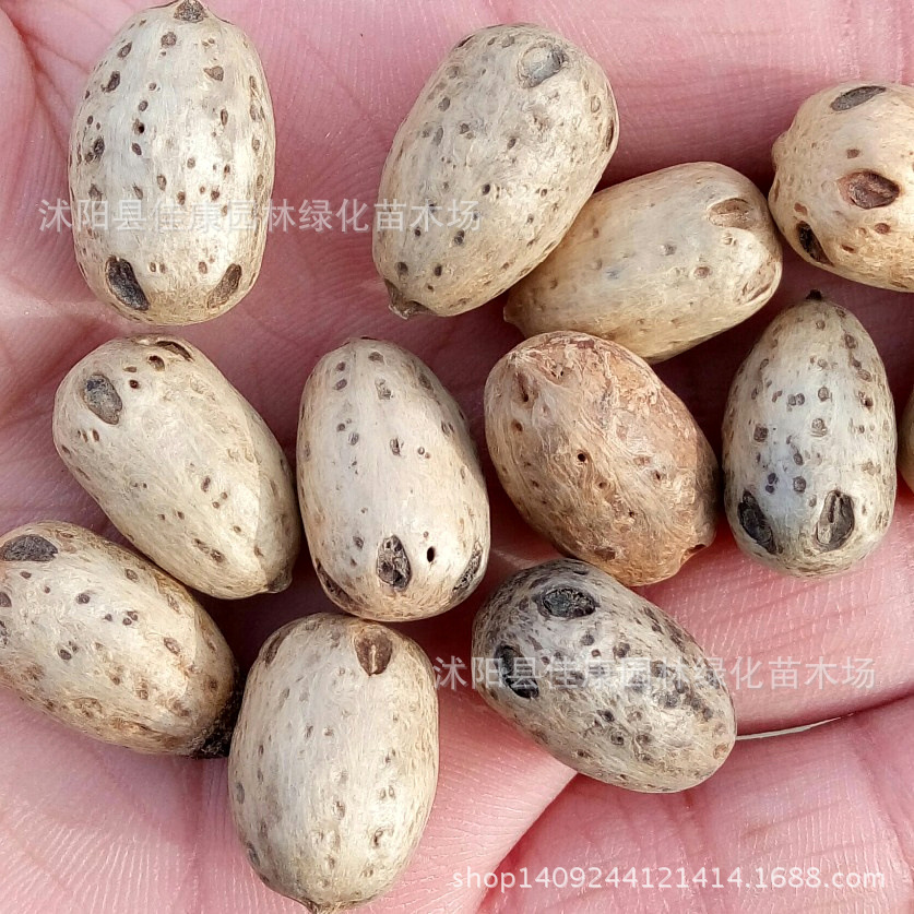 五眼果种子 南酸枣种子 酸枣树 四眼果 货郎果 1件=1斤