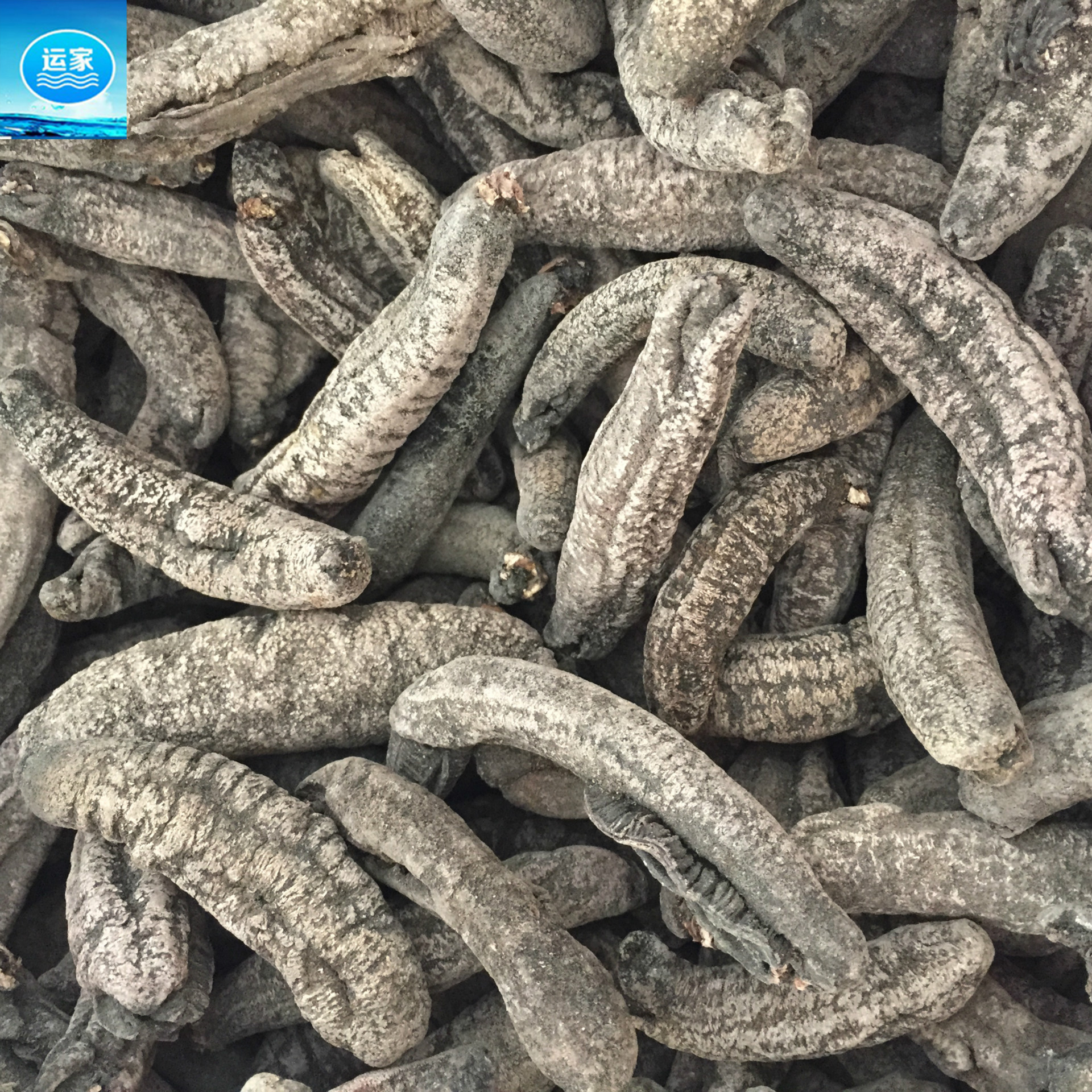 香皮参中东香皮参香参批发海参全国干货批发 淡干肉厚不麻30头