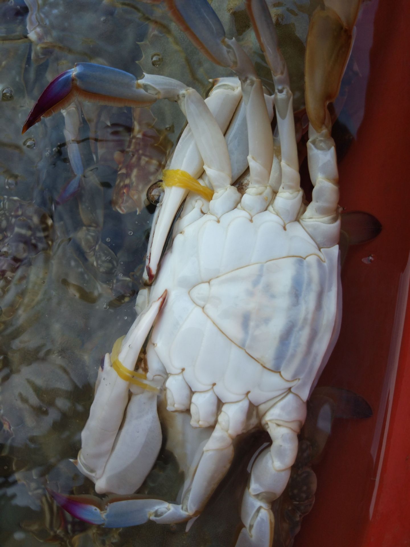 连云港野生梭子蟹公 当天 特产海鲜鲜活 海螃蟹鲜活飞蟹白蟹 包邮