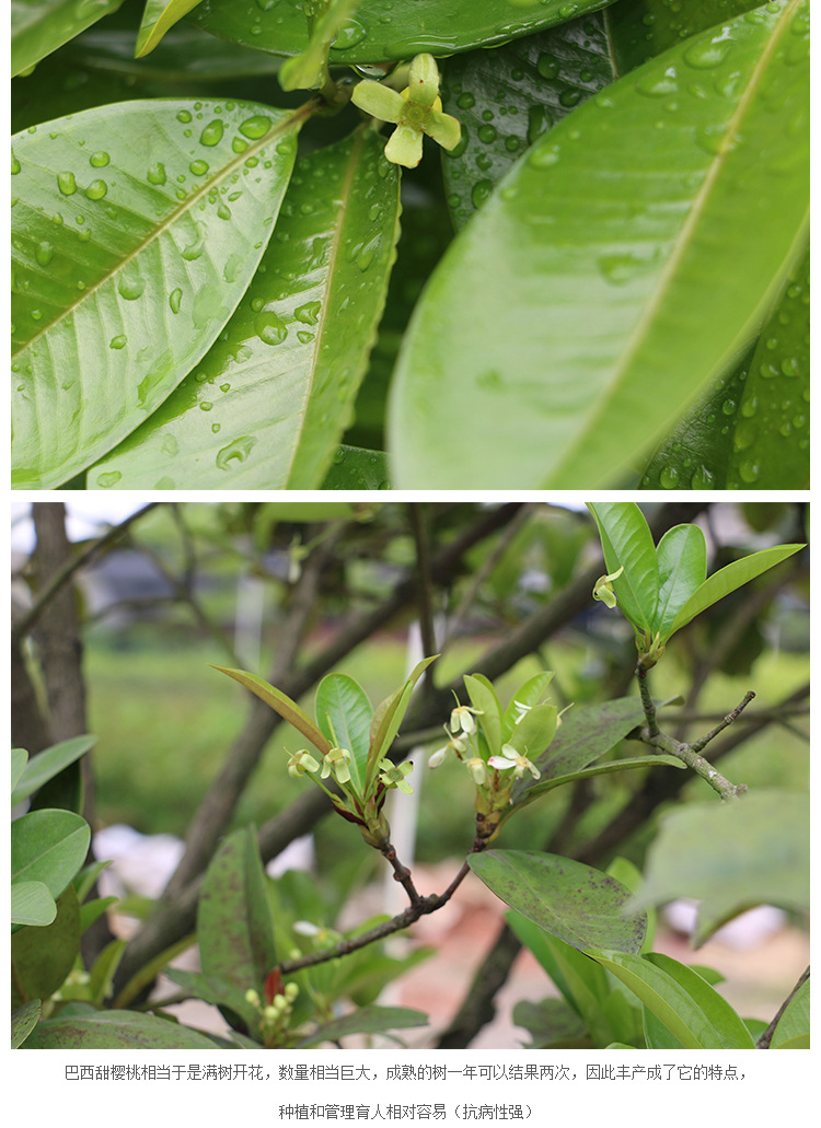 新品种果树 进口巴西甜樱桃车厘子中苗 抗旱耐寒果树苗木批发