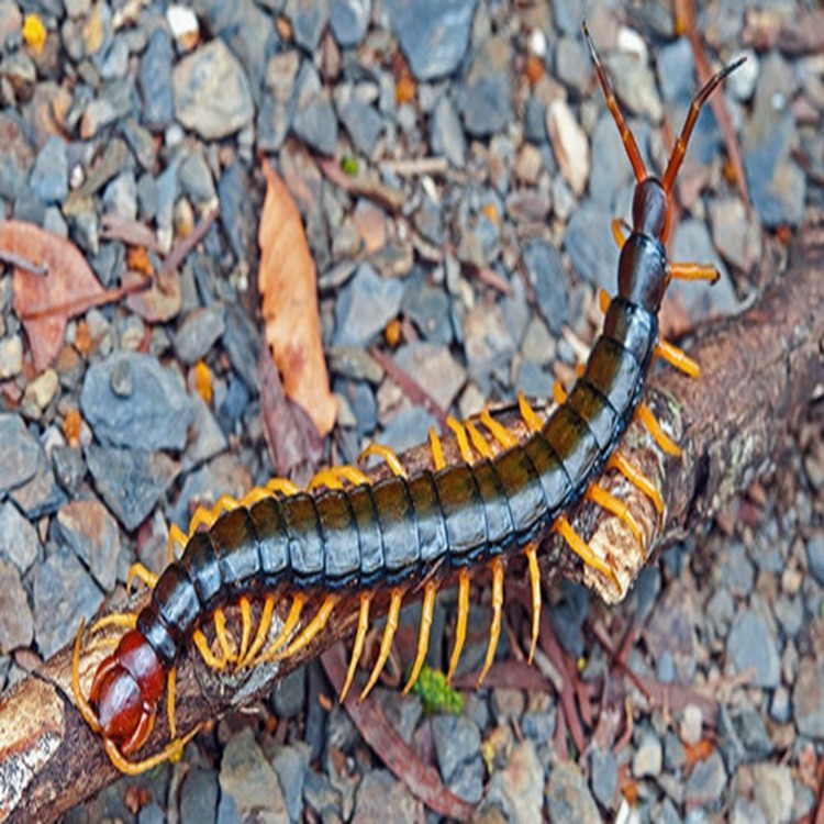 12厘米以下蜈蚣湖北随州市蜈蚣湖北省蜈蚣中国蜈蚣