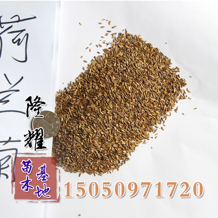 优质种子批发 荷兰菊种子 发芽成活率高 优质荷兰菊种子 花.