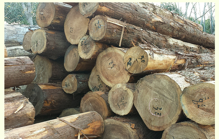 日本柳杉原木 厂家直销安全环保杉木实木板 木板材木质材料批发