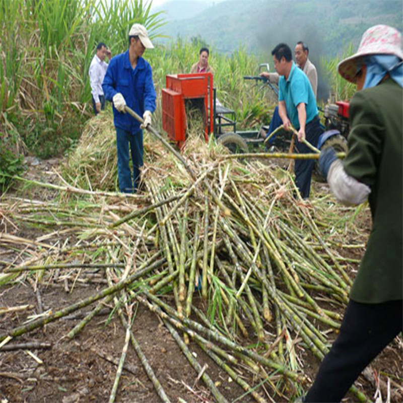 甘蔗剥叶机