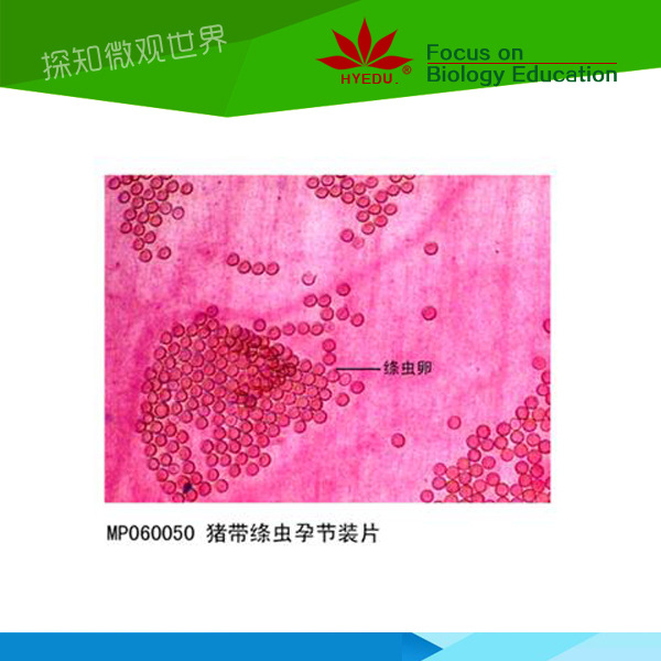 寄生虫装片猪带绦虫切片标本微观结构生物微观切片标本