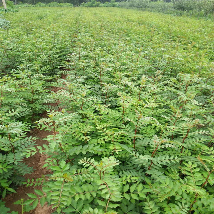 花椒苗批发 基地热销1年生 大红袍花椒苗 保湿包邮 成活率高