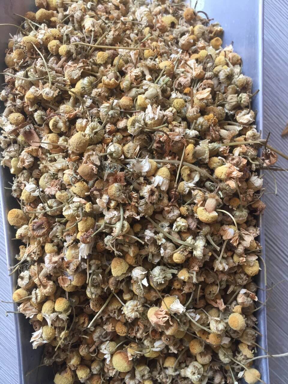 安国中药材批发 洋甘菊 优质散装