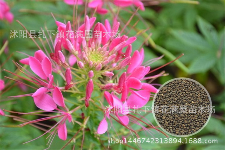 批发优质草本花卉种子醉蝶花种子观赏植物园艺花卉易种