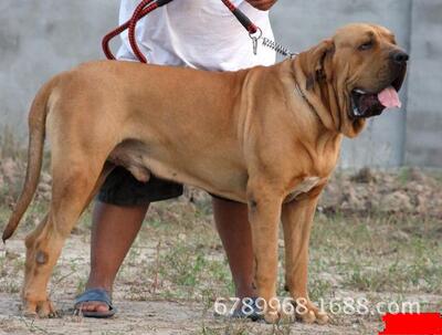 卡斯罗犬幼犬价格￥虎皮卡斯罗犬多少钱一只￥卡斯罗犬价格