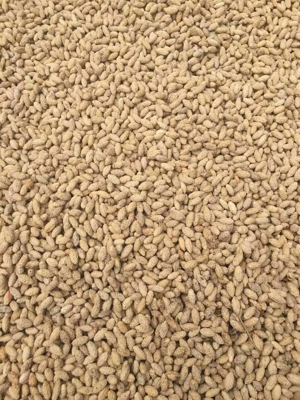 供应台湾大青枣种子 云南牛奶枣种子越南毛叶枣 基地直销 新货