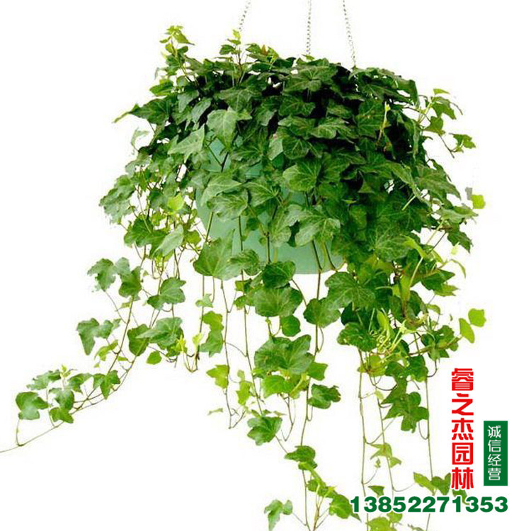 大量批发绿植盆栽常春藤 常青藤 家庭 可水培植物 爬藤植物
