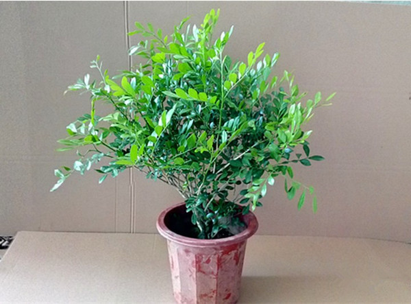 批发九里香花苗4年大苗室内盆栽九里香香气怡人九里香小苗