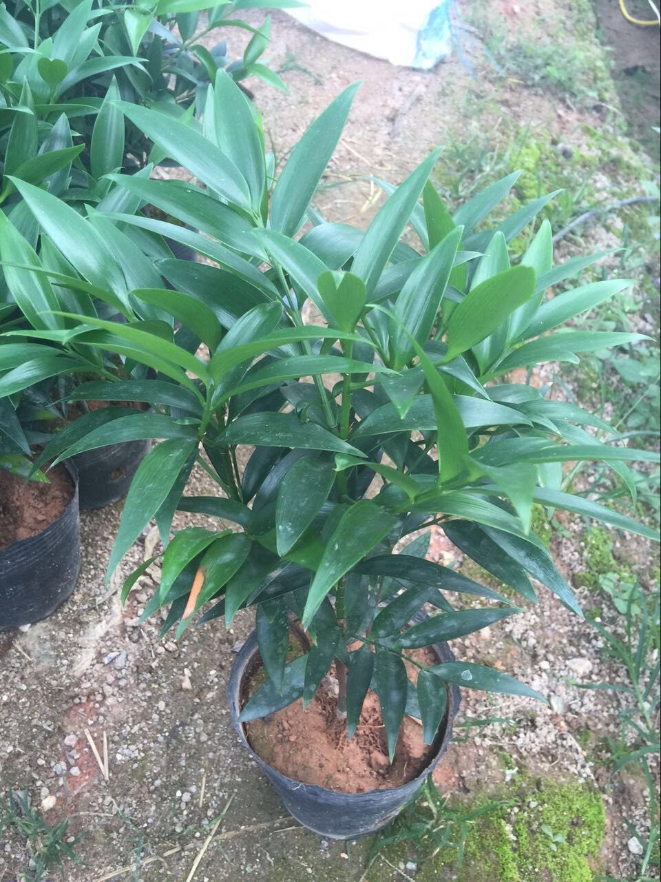 阿里批发盆栽竹柏 三年苗四季长青盆景绿植 竹柏苗 花卉基地直销