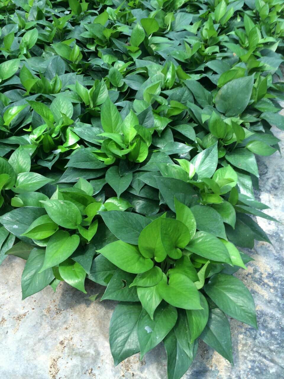 批发绿色观叶植物绿萝 青叶类绿化工程用苗水培绿化墙盆栽