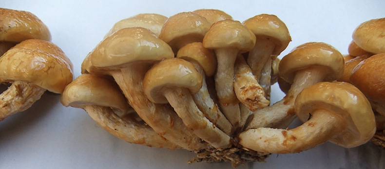 健康优质野生菌滑子菇食用菌古田货滑菇 滑子蘑菇干 量大优惠