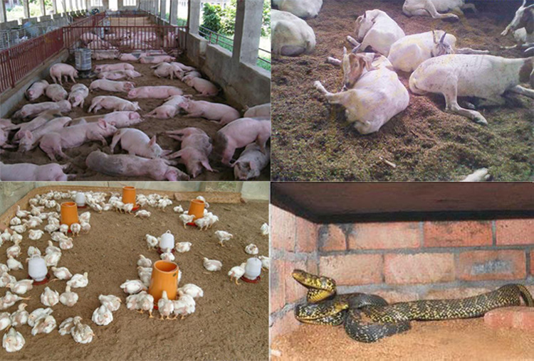 发酵床em菌种特种养殖鸡鸭鹅猪牛羊马骆驼蛇鸽兔垫料发酵剂除臭剂