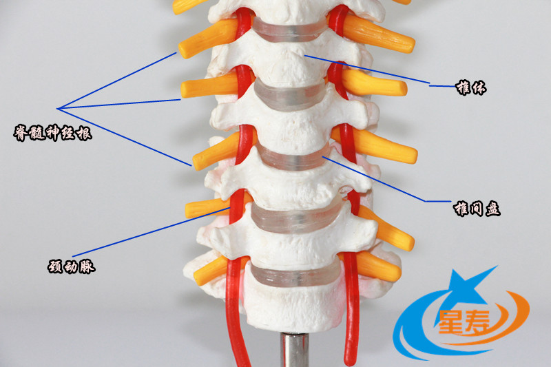 上海星寿生产批发 人体颈椎模型带颈动脉 颈椎模型 人体骨骼模型