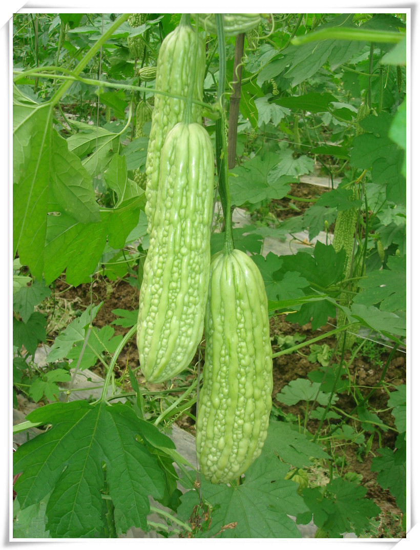 苦瓜提取物  【包装规格】:25kg/纸板桶   【产品介绍】:为葫芦科苦瓜